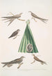 Martinet de Balassie Cypselus palmarum 1a Mâle 1b Femelle 1c Jeune 1d Nid 2 Martinet allié Cypselus affinis - John Edward Gray — näkymä teoksesta