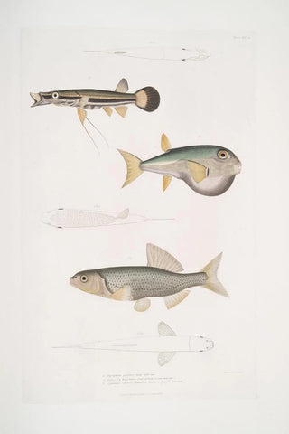 John Edward Gray - 1 Beautiful Diplopterus Diplopterus pulcher Natural size 2 Smoothheaded Tetraodon Tetraodon leiopleura Indian Ocean.webp