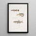 Diploptère upea Diplopterus pulcher luonnollinen koko 2 Tétrodon à tête lisse Tetraodon leiopleura Intian valtameri - John Edward Gray — kehystetty taideteos seinällä