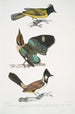 Brachype mustapää Brachypus melanocephalus 2 Pelta lyhyellä pyrstöllä Pitta Pelta Pitta brachyura - John Edward Gray — näkymä teoksesta
