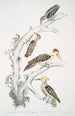 Pic ruskeapää Picus Molluccensis koiras ja naaras 2 Pic Mahratta Picus Mahrattensis koiras ja naaras - John Edward Gray — näkymä teoksesta