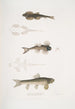 Balitora Brucei Balitora Brucei Intian vuoristo puro 2 Balitora pilkullinen Balitora maculata Intian vuoristo puro - John Edward Gray — näkymä teoksesta