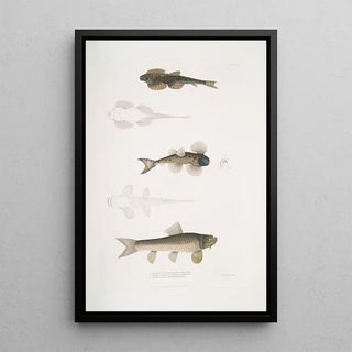 John Edward Gray - 1 Bruces Balitora Balitora Brucei Mountain Stream India 2 Spotted Balitora Balitora maculata Mountain Stream India.webp