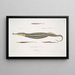 Syngnathe Carcé Kalakuva Syngnathus Carce 2 Syngnathe Raitainen Kalakuva Kalakuva Syngnathus faciatus 3 Syngnathe Hardwicke Kalakuva Kalakuva Syngnathus Hardwickii - John Edward Gray — kehystetty taideteos seinällä
