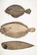 Kiinalainen plie Platessa Chinensis 2 Dr Russellin plie Platessa Russellii 3 Sola ilman evät lyhyillä viivoilla Plagusia abbreviata Kiina - John Edward Gray — näkymä teoksesta