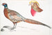 Fasaanin kauluskansitaidetuote, Phasianus torquatus, 2, Kullatun fasaanin pää, Chrysolophus pictus - John Edward Gray — näkymä teoksesta