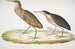 Héron cannelle - Ardea cinnamonea 1 Héron à cou jaune - Ardea flavicollis - John Edward Gray — näkymä teoksesta