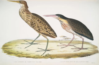 John Edward Gray - 1 Cinnamon Heron Ardea cinnamonea 1 Yellow necked Heron Ardea flavicollis.webp