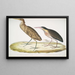 Héron cannelle - Ardea cinnamonea 1 Héron à cou jaune - Ardea flavicollis - John Edward Gray — kehystetty taideteos seinällä