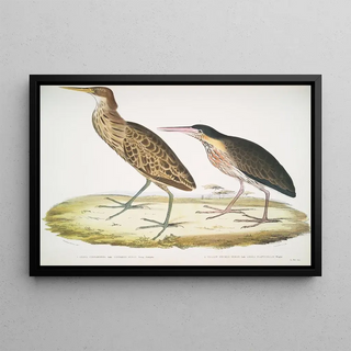 John Edward Gray - 1 Cinnamon Heron Ardea cinnamonea 1 Yellow necked Heron Ardea flavicollis.webp