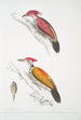Punertava Picus mineatus 2 Picus Tiga 3 Naaras pää - John Edward Gray — näkymä teoksesta