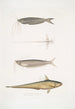 Cuvierin Acanthonote Silurus Acanthonotus Cuvieri 2 Ailia bengalensis Malapterus Ailia Bengalensis - John Edward Gray — näkymä teoksesta