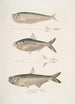 Ramacarata Apterygia Ramacarata 2 Chapra Shad Alosa Chapra 3 Hamiltonin Thrissa Hamiltonii - John Edward Gray — näkymä teoksesta