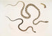 Gocool Dipsas Dipsus Dipsas Gocool 2 Lycodon päämustalla Lycodon melanocephalus - John Edward Gray — näkymä teoksesta