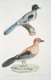 Garrulus gularis 2 Kaunis varis Garrulus ornatus Luonnollinen koko - John Edward Gray — näkymä teoksesta