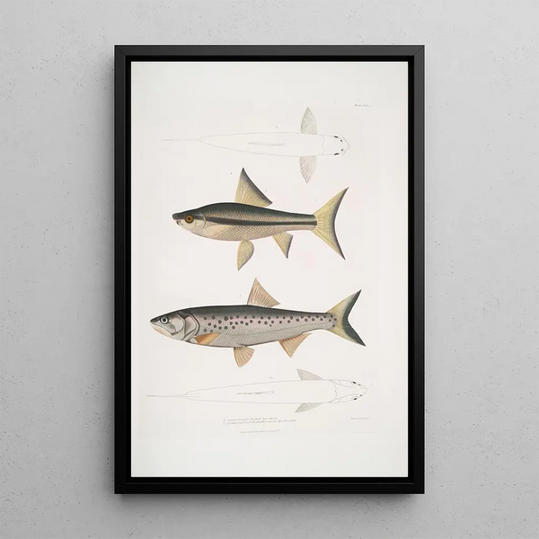 John Edward Gray - 1 Hamiltons Carp Cyprinus Bangana Hamiltonii Nat size 2 Goha Carp Cyprinus Leuciscus Goha.webp