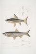 Hamiltonin karppi Cyprinus Bangana Hamiltonii luonnollinen koko 2 Goha Cyprinus Leuciscus Goha - John Edward Gray — näkymä teoksesta