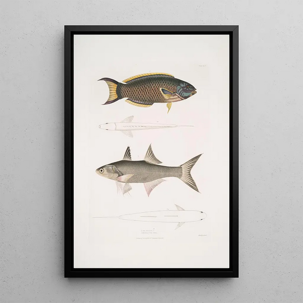 John Edward Gray - 1 Hardwickes Julis Julis Hardwickii 2 Shortrayed Paradise Fish PolynemusTeria.webp