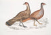 Hardwicken polyplektrooni, polyplektrooni hardwickii kana, Kiina, Brittiläinen museo 2. Bai-frankoliini, monivarpainen frankoliini - John Edward Gray — näkymä teoksesta