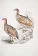 Perdix Hepburnii 2 Perdix Hepburnii var Pallida odypore - John Edward Gray — näkymä teoksesta