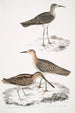 Scolopax Horsfieldii 2 Intian kahlaajalintu - John Edward Gray — näkymä teoksesta