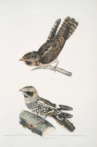 John Edward Gray - 1 Indian Goat Sucker Caprimulgus Indicus 2 Bombay Goat Sucker Caprimulgus Asiaticus.webp