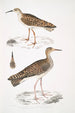Totanus Indicus 2 Bhegondee Bhegondic Limosa Hardwickii - John Edward Gray — näkymä teoksesta