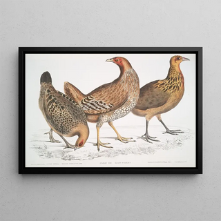 John Edward Gray - 1 Javan Hen Gallus furcatus 2 Lord Stanleys Hen Gallus Stanleyi 3 Banks Hen Gallus Bankiva.webp