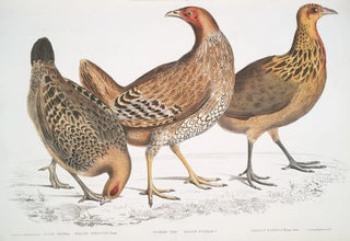 John Edward Gray - 1 Javan Hen Gallus furcatus 2 Lord Stanleys Hen Gallus Stanleyi 3 Banks Hen Gallus Bankiva.webp
