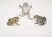 Bufo carinatus -kärpässilmän muotokuva, epävarma Bufo dubius, Bengali - John Edward Gray — näkymä teoksesta