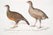 Lady North Polyplectron Polyplectron pectrophora Polyplectron northi 2 Pääskynen pilkullinen Perdix punctulata - John Edward Gray — näkymä teoksesta