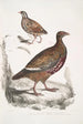 Punapää Coturnix erythrorhyncha 2 Coturnix erythrorhyncha - John Edward Gray — näkymä teoksesta