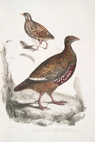 John Edward Gray - 1 Lerwa Partridge Perdix Lerwa 2 Red Billed Quail Coturnix erythrorhyncha erythroryncha.webp