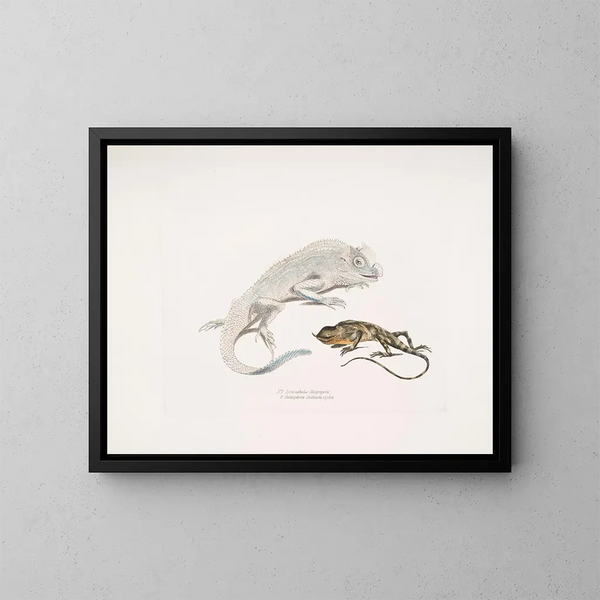 Lézard à tête de lyre de Macgregor, Lézard licorne de Stoddart, Ceylan - John Edward Gray — kehystetty taideteos seinällä