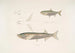 Cyprinus Morar 2 Carpe Cora Cyprinus Cora - John Edward Gray — näkymä teoksesta