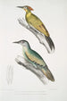 Pic du Népal Picus Nepaulensis 2 Pic à moustaches Picus barbatus - John Edward Gray — näkymä teoksesta