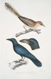Geai à oreilles pâles Garrulus albifrons 2 Corbeau à gros bec Corvus macrorhynchus - John Edward Gray — näkymä teoksesta