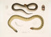 Penang Hypserina Hypserina Hardwickii 2. Meriharakka, Lapemis Hardwickii - John Edward Gray — näkymä teoksesta