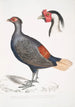 Faisan huppé à queue rousse Euplocomus erythroterminalus 2 Tête de faisan huppé argenté Euplocomus Nycthemerus - John Edward Gray — näkymä teoksesta