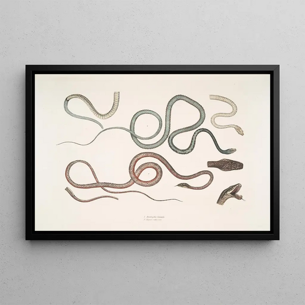 John Edward Gray - 1 Side Streaked Tree Snake Dendrophis lateralis 2 Reddish Dipsas Dipsus Dipsas rubescens.webp
