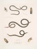 Calliophis grêle Calliophis gracilis 2 Maticora ligné Maticora lineata 3 Changulia à ventre blanc Changulia albiventer - John Edward Gray — näkymä teoksesta