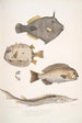 Monacanthe à épines Monacanthus Amanses Histrix 2 Poisson-coffre à nombreuses épines Ostracion Acarana auritus - John Edward Gray — näkymä teoksesta