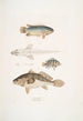 Anabas à branchies épineuses Anabas spinosus 2 Coius à deux taches Coius binotatus 3 Scina tachetée Scina maculata - John Edward Gray — näkymä teoksesta