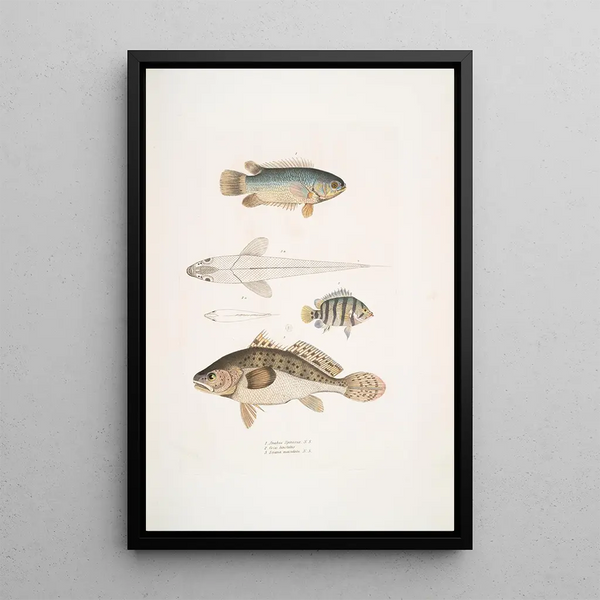John Edward Gray - 1 Spinose Gilled Anabas Anabas spinosus 2 Two Spotted Coius Coius binotatus 3 Spotted Scina Scina maculata.webp