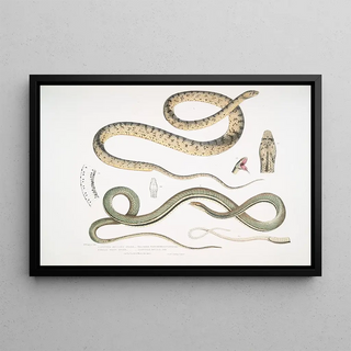 John Edward Gray - 1 Spotted Bellied Snake Coluber ventromaculatis 2 Bells Tree Snake Ahtula Bellii.webp