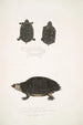 Tortue tachetée Emys Guttata Emys Hamiltonii 2 Tortue à cou épais Emys crassicollis - John Edward Gray — näkymä teoksesta