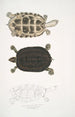 Tortue Thugi Emys Thugi - John Edward Gray — näkymä teoksesta