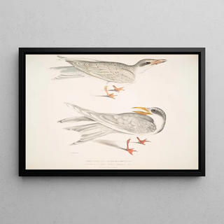John Edward Gray - 1 Waved Tern Sterna brevirostris 2 Orange Billed Tern Sterna aurantia.webp