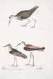 Bécasseau à queue blanche Totanus leucurus 2 Bécasseau allié Totanus affinis 3 Bécassine de Cawnpore Totanus Lathami - John Edward Gray — näkymä teoksesta