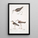 Bécasseau à queue blanche Totanus leucurus 2 Bécasseau allié Totanus affinis 3 Bécassine de Cawnpore Totanus Lathami - John Edward Gray — kehystetty taideteos seinällä